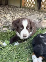 Cisco , a male Miniature Australian Shepherd for sale in McBain, MI – 3 of 4