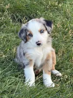 Cash, a male Miniature Australian Shepherd for sale in McBain, MI – 3 of 5