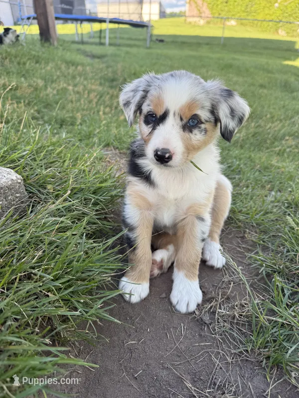 Haze – Miniature Australian Shepherd puppy for sale in McBain, MI