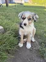 Haze, a male Miniature Australian Shepherd for sale in McBain, MI – 1 of 5