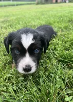 Lane, a male Miniature Australian Shepherd for sale in McBain, MI – 3 of 8