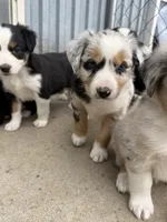 Haze, a male Miniature Australian Shepherd for sale in McBain, MI – 4 of 5