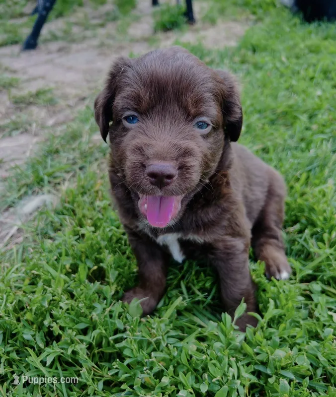Loki – Miniature Australian Shepherd puppy for sale in McBain, MI