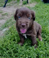 Loki, a male Miniature Australian Shepherd for sale in McBain, MI – 1 of 5