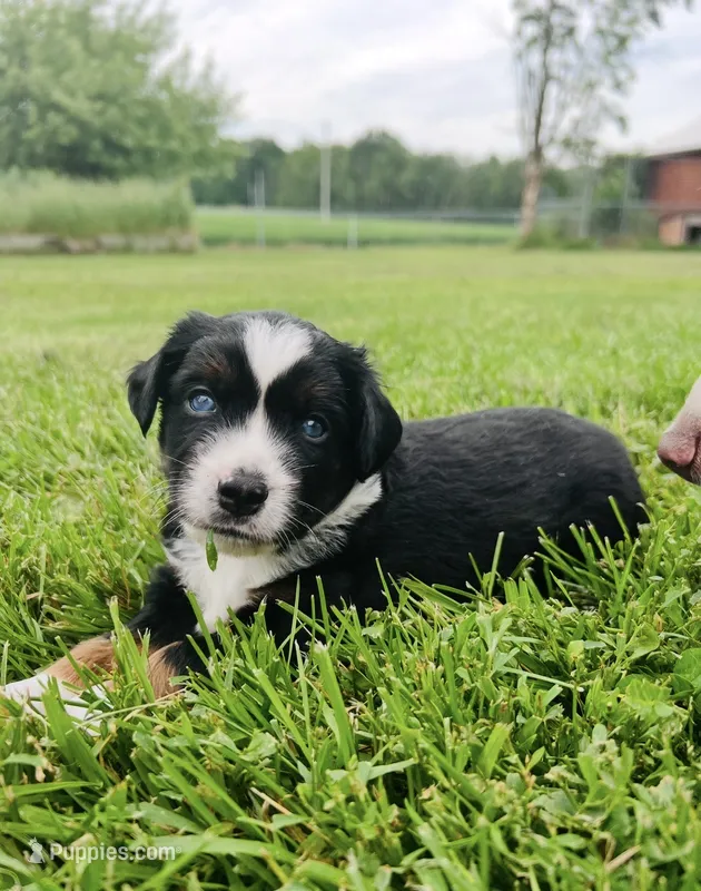 Lane – Miniature Australian Shepherd puppy for sale in McBain, MI
