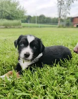 Lane, a male Miniature Australian Shepherd for sale in McBain, MI – 1 of 8