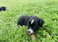 Lexi, a female Miniature Australian Shepherd for sale in McBain, MI – 3 of 9