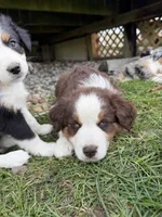 Tito, a male Miniature Australian Shepherd for sale in McBain, MI – 2 of 3