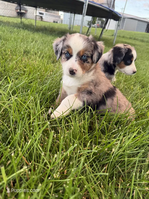 Roxy – Miniature Australian Shepherd puppy for sale in McBain, MI