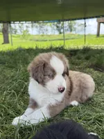 Enzo, a male Miniature Australian Shepherd for sale in McBain, MI – 5 of 5