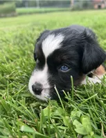 Lane, a male Miniature Australian Shepherd for sale in McBain, MI – 4 of 8