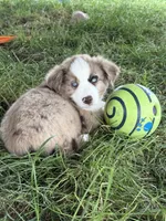 Enzo, a male Miniature Australian Shepherd for sale in McBain, MI – 2 of 5