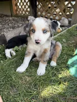Cash, a male Miniature Australian Shepherd for sale in McBain, MI – 2 of 5