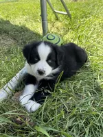 Gunner, a male Miniature Australian Shepherd for sale in McBain, MI – 3 of 4