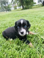 Lexi, a female Miniature Australian Shepherd for sale in McBain, MI – 6 of 9
