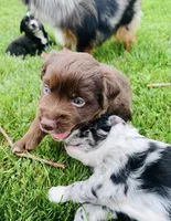 Loki, a male Miniature Australian Shepherd for sale in McBain, MI – 3 of 5