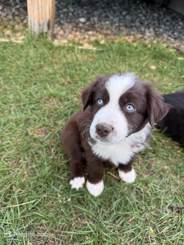 Cisco , a male Miniature Australian Shepherd for sale in McBain, MI – 1 of 4