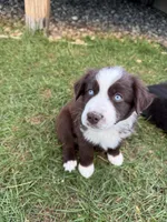 Cisco , a male Miniature Australian Shepherd for sale in McBain, MI – 1 of 4
