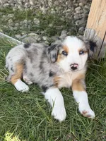 Cash, a male Miniature Australian Shepherd for sale in McBain, MI – 5 of 5