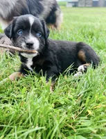 Lexi, a female Miniature Australian Shepherd for sale in McBain, MI – 8 of 9