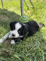 Gunner, a male Miniature Australian Shepherd for sale in McBain, MI – 4 of 4