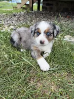 Roxy, a female Miniature Australian Shepherd for sale in McBain, MI – 2 of 4