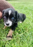 Lexi, a female Miniature Australian Shepherd for sale in McBain, MI – 5 of 9