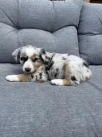 Haze, a male Miniature Australian Shepherd for sale in McBain, MI – 5 of 5