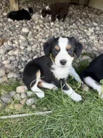 Sadie, a female Miniature Australian Shepherd for sale in McBain, MI – 4 of 4