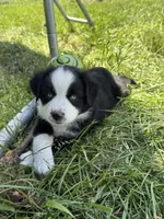Gunner, a male Miniature Australian Shepherd for sale in McBain, MI – 2 of 4
