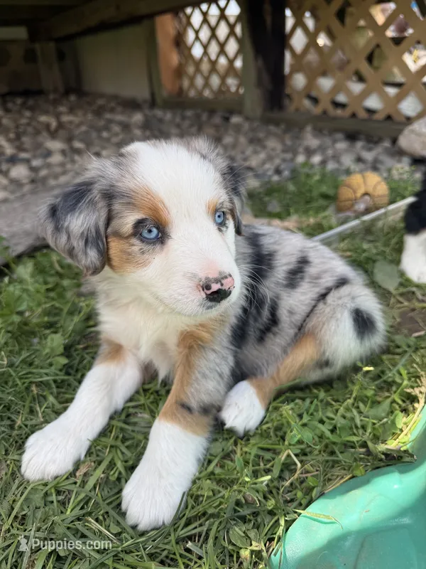 Cash – Miniature Australian Shepherd puppy for sale in McBain, MI