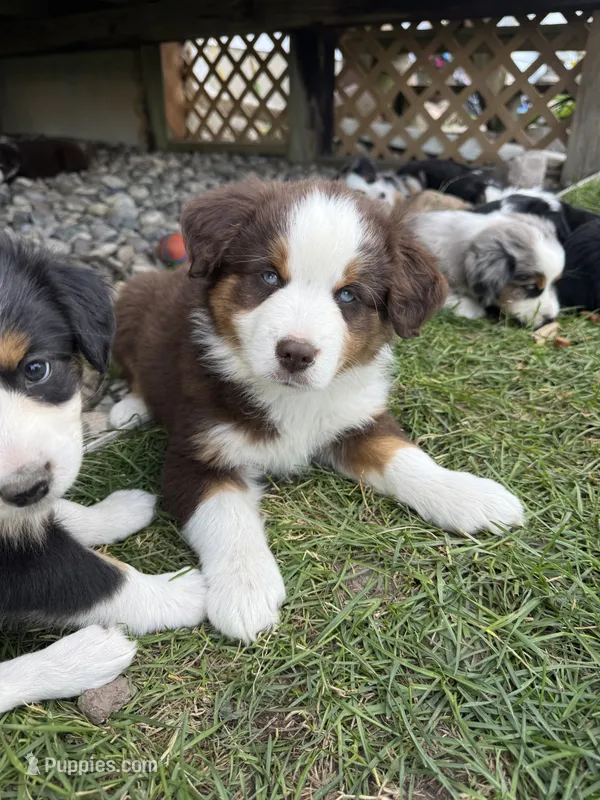 Tito – Miniature Australian Shepherd puppy for sale in McBain, MI