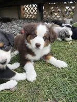 Tito, a male Miniature Australian Shepherd for sale in McBain, MI – 1 of 3