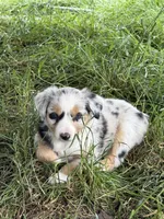 Haze, a male Miniature Australian Shepherd for sale in McBain, MI – 2 of 5