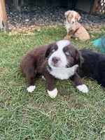 Cisco , a male Miniature Australian Shepherd for sale in McBain, MI – 2 of 4