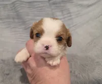 Gunner, a male Cavalier King Charles Spaniel for sale in Chicago, IL – 9 of 10