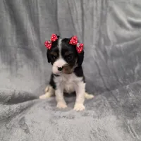 Molly , a female Cavalier King Charles Spaniel for sale in Chicago, IL – 1 of 10