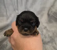 Julia, a female Cavalier King Charles Spaniel for sale in Chicago, IL – 5 of 10