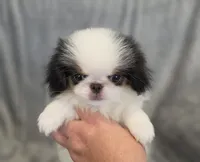 Jaxson, a male Japanese Chin for sale in Chicago, IL – 2 of 7