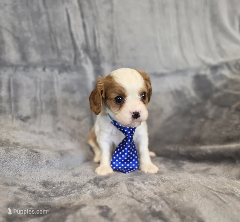Gilbert – Cavalier King Charles Spaniel puppy for sale in Chicago, IL