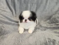 Jaxson, a male Japanese Chin for sale in Chicago, IL – 7 of 7
