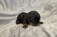 Julia, a female Cavalier King Charles Spaniel for sale in Chicago, IL – 8 of 10