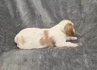 Fabian, a male Cavalier King Charles Spaniel for sale in Chicago, IL – 7 of 8