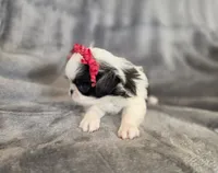 Cali, a female Japanese Chin for sale in Chicago, IL – 3 of 9