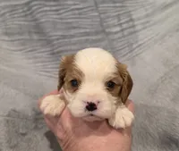 Gilbert, a male Cavalier King Charles Spaniel for sale in Chicago, IL – 5 of 7