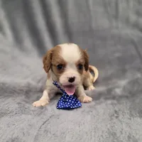 Hudson, a male Cavalier King Charles Spaniel for sale in Chicago, IL – 8 of 10