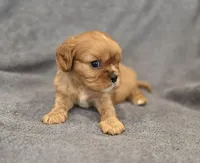 Neil, a male Cavalier King Charles Spaniel for sale in Chicago, IL – Photo 2 of 8