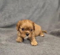 Neil, a male Cavalier King Charles Spaniel for sale in Chicago, IL – Photo 5 of 8
