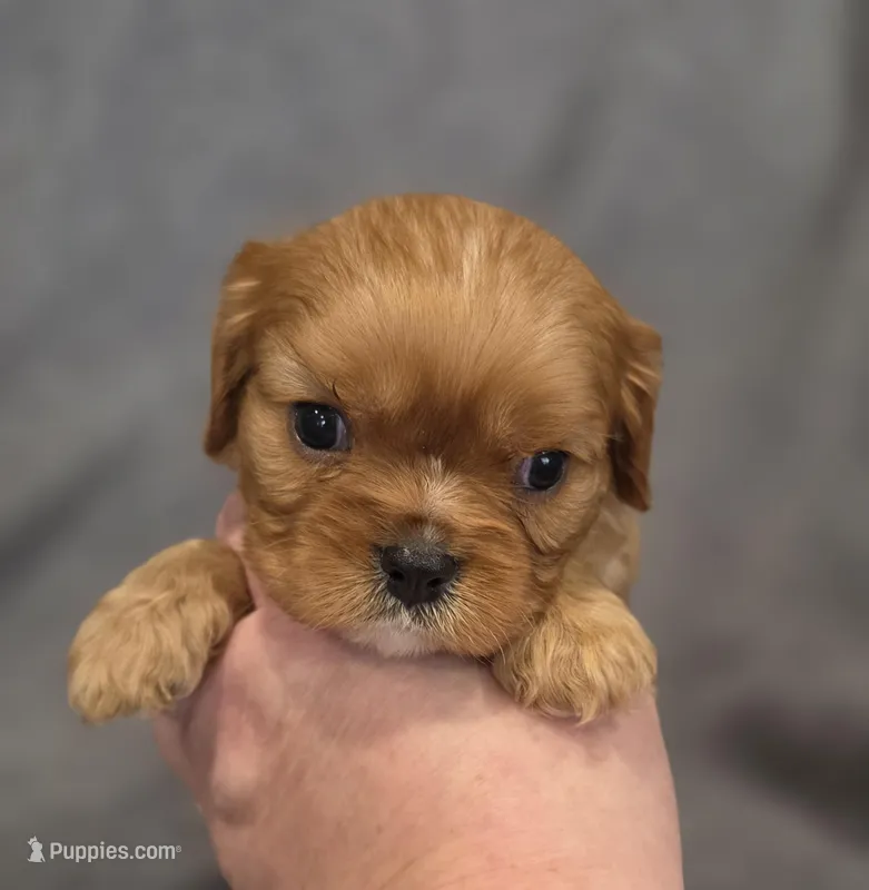Neil, a male Cavalier King Charles Spaniel for sale in Chicago, IL – Photo 1 of 8
