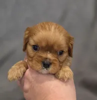 Neil, a male Cavalier King Charles Spaniel for sale in Chicago, IL – Photo 1 of 8